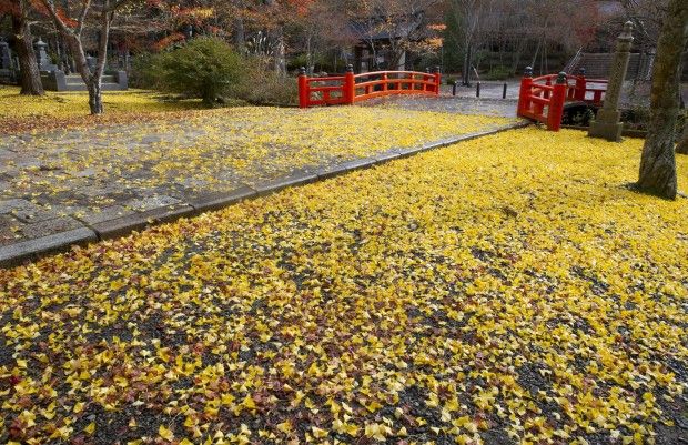 Giappone l'autunno sul Monte Koya