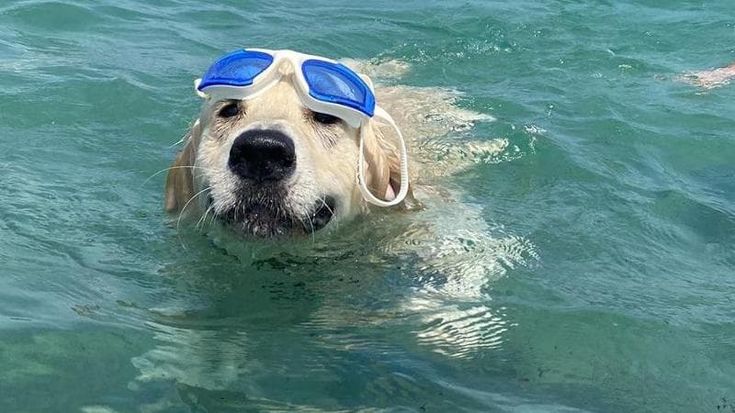 “Con il mio Floyd a mare, il bagnino voleva mandarci via ma ho chiamato i vigili e ho avuto ragione”