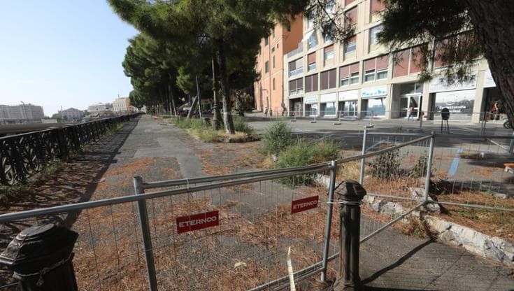 Carignano, la Procura dissequestra i 38 pini di corso Podestà