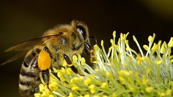 Api e calabroni, ecco come difendersi