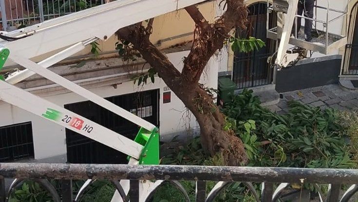 All'Olivella crolla il ramo di un ficus. A Palermo solo 32 giardinieri per 70mila alberi