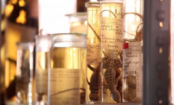 Museo di Storia Naturale, l'alluvione è un (brutto) ricordo