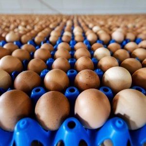 Trovato il Fipronil nelle uova a Savona, superiore ai limiti, ma non è tossico 
