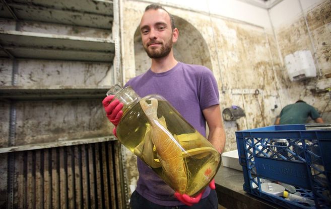 Nel museo il fango tra ampolle di invertebrati e rari rettili