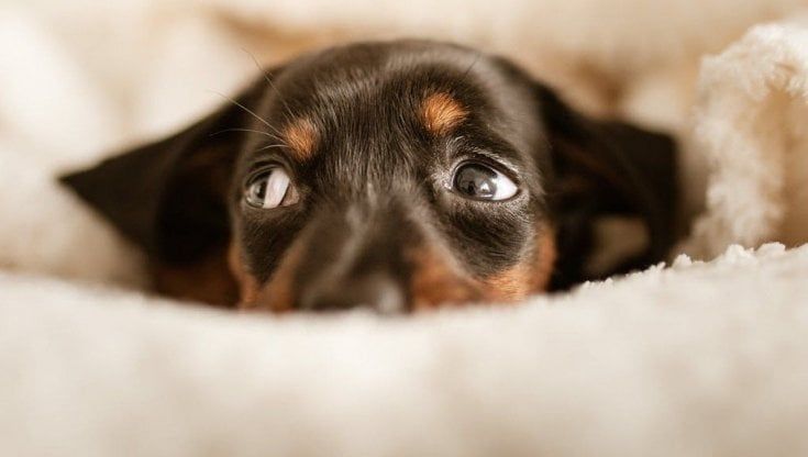 A Parma nasce un nucleo di difesa animale: accordo fra il Comune e volontari 