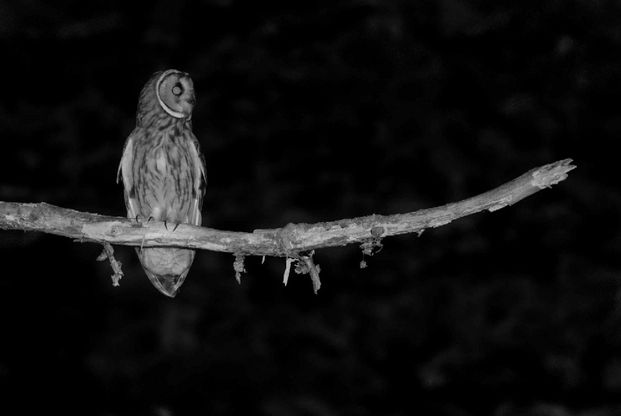 Quando tramonta il sole: la vita notturna degli animali