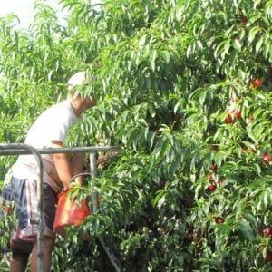 La Finanza scopre sette lavoratori in nero nelle aziende agricole del Saluzzese