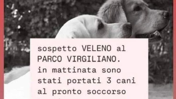 La denuncia: tre cani intossicati al Virgiliano. “Qualcuno sparge veleno per topi sull’erba”