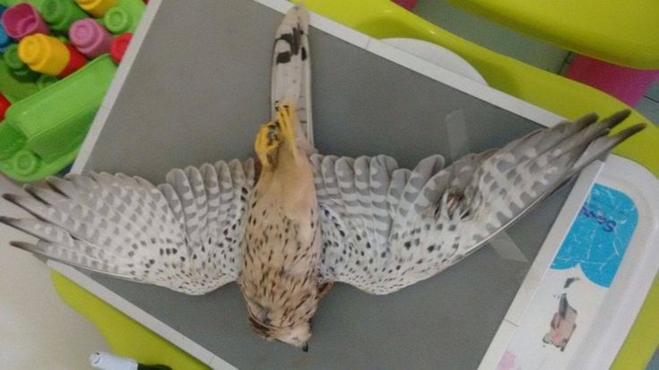 Ischia, impallinato un gheppio. Animalisti sul piede di guerra: “Stop ai bracconieri”