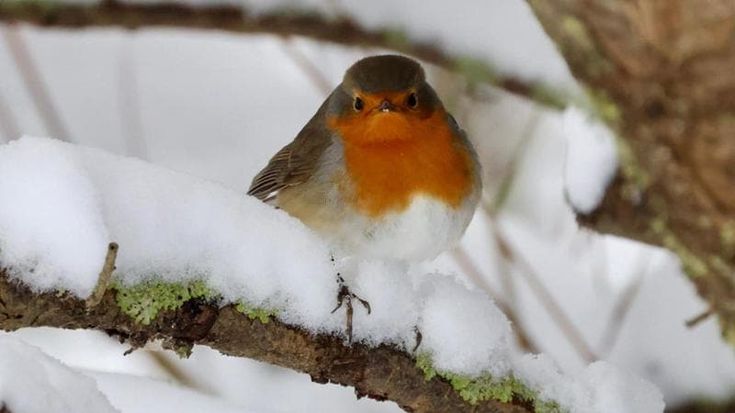 La neve e i suoi silenzi. “Ecco perché un paesaggio imbiancato ci riempie di poesia”