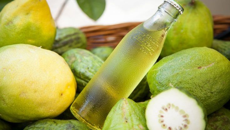 Nella piccola Mesopotamia di Calabria, dove il cedro ha casa da millenni 