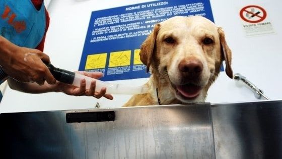 La curiosità: arrivano le videolezioni per prendersi cura dei propri animali a casa 