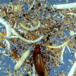 Nel terreno "armi" biologiche contro i cambiamenti climatici