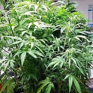Reggio Emilia, commerciante di prodotti agricoli e grossista di marijuana. Arrestato
