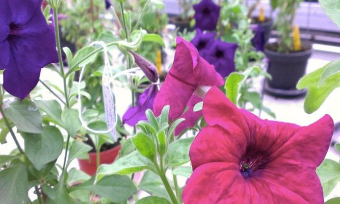 Non solo crisantemi blu. Bouquet modificati e fiori che cambiano colore