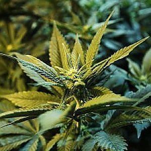 Cannabis, sottosegretario francese: "Sì a legalizzazione parziale droghe leggere"