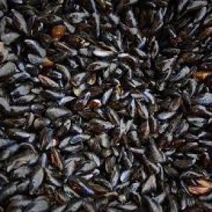 Sequestrati 200 chili di mitili a La Spezia