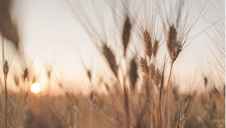 Dal Molise all'Abruzzo, con la filiera corta la pasta ci guadagna