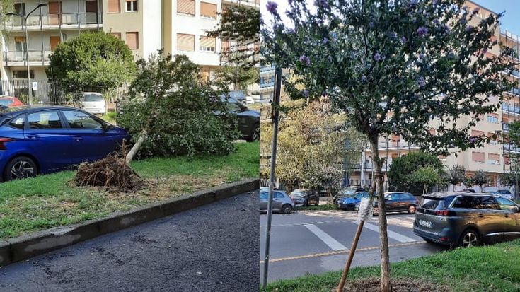 Ibisco abbattuto dalla tempesta, residenti lo curano bagnando le radici e riescono a salvarlo: “Non potevamo lasciarlo morire”