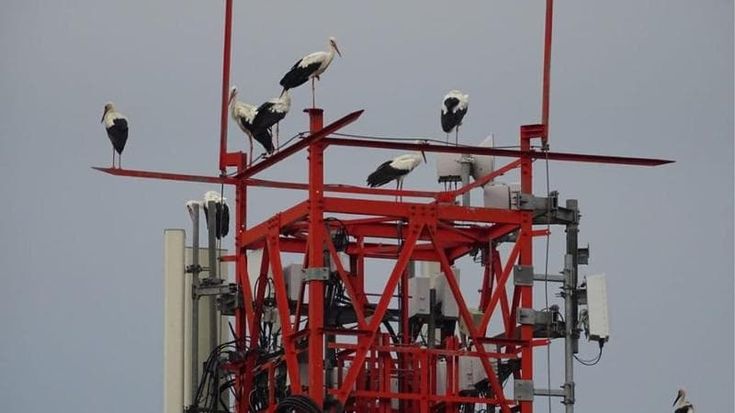 Le cicogne fanno sosta in Cilento prima di raggiungere l’Africa