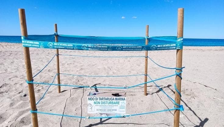 Ascea, ecco il primo nido stagionale di tartaruga marina: “Mai così presto”