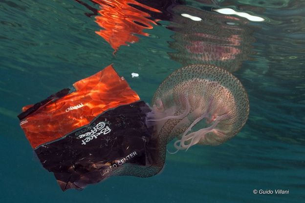 La medusa e il Pocket-Coffee: da Bacoli la foto-icona dell'inquinamento