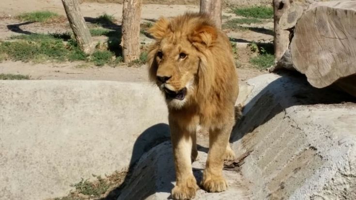 Allo zoo arriva Simba, giovane leone di due anni