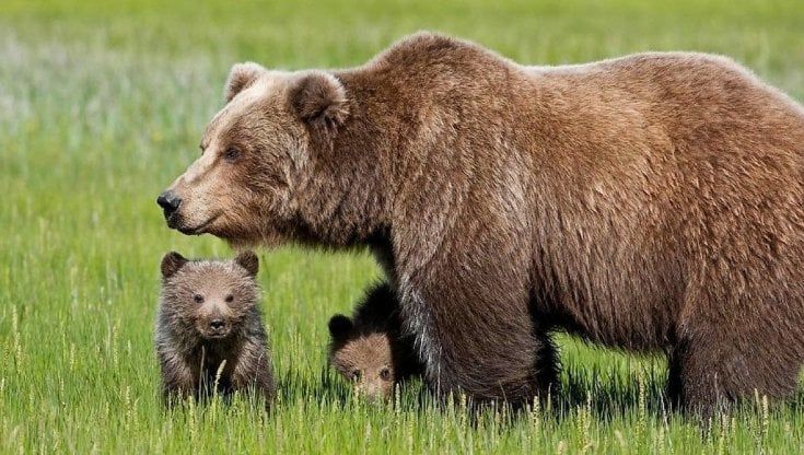 Orsi liberi in Trentino, la proposta degli animalisti: "Sì allo spray per la convivenza con l'uomo"