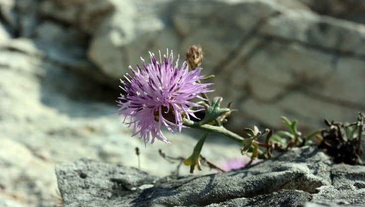 Quelle piante sparite dai giardini