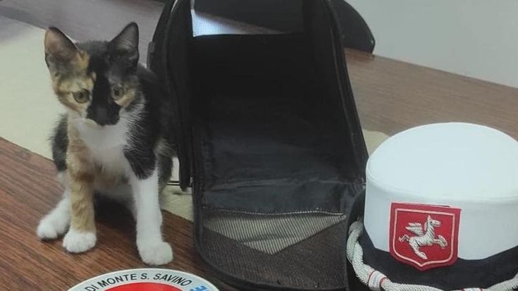Lasciata in A1, la gattina Paletta viene adottata dalla polizia municipale di Monte San Savino: "Ce ne prenderemo cura"