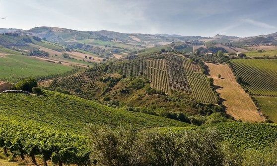 Offida, vendemmia di minibond