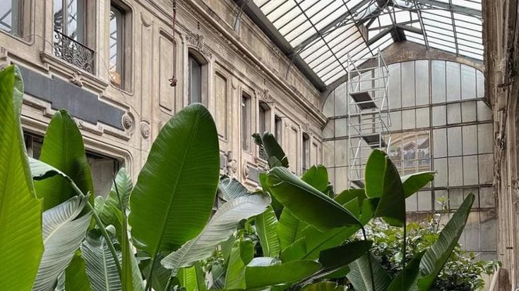 Torino svela il suo verde, tesori botanici nascosti tra preziose architetture