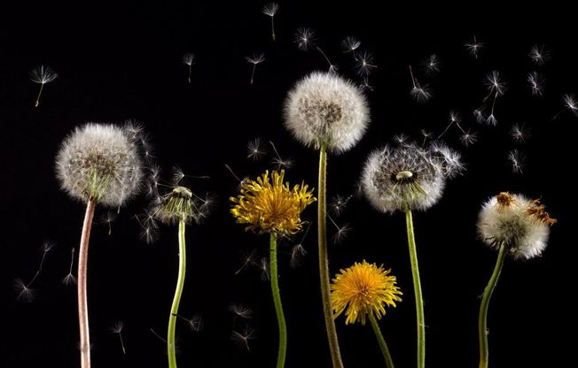 Allergie stagionali, come gestire il "naso chiuso"