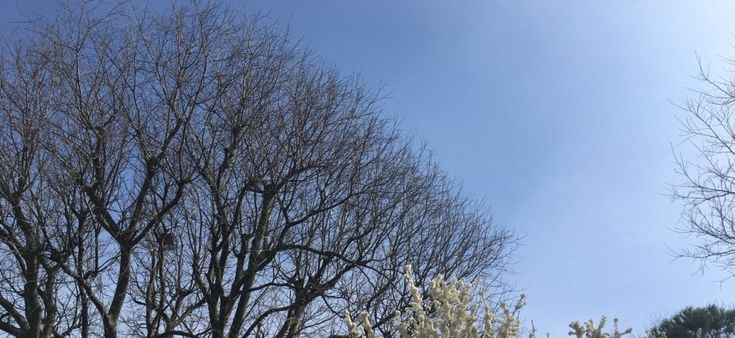 Coronavirus, giorno 15: "Abbiamo salvato vite standocene tranquillamente a contemplare le nostre case"