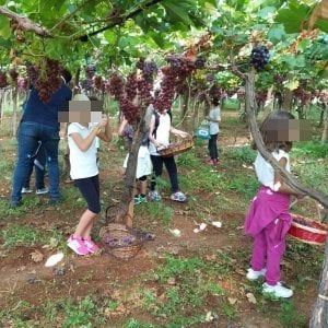 Bari, la vendemmia dei bambini con genitori e insegnanti: "Imparano sporcandosi le mani"