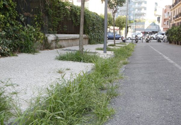 Erbacce e cespugli, viaggio nella città devastata 