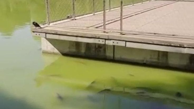 Pesci agonizzanti nel laghetto dell’Eur: “Fondali mai puliti e acqua senza ricambio”