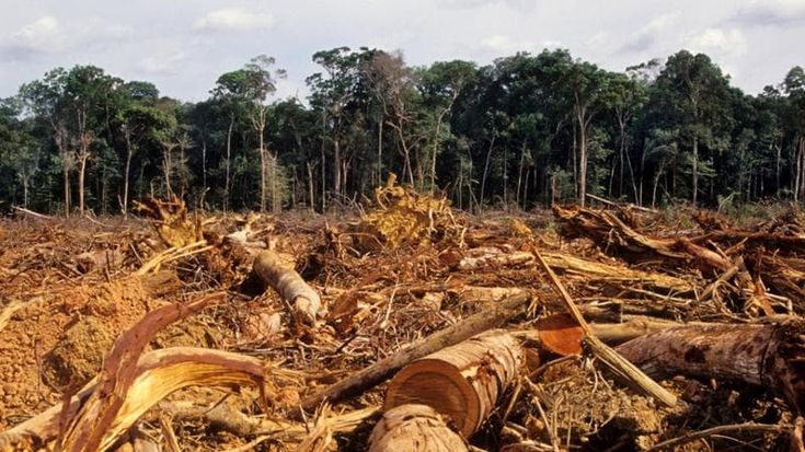 Arrivano le norme Ue per le foreste: la corsa delle imprese tra documenti e rischi rincari