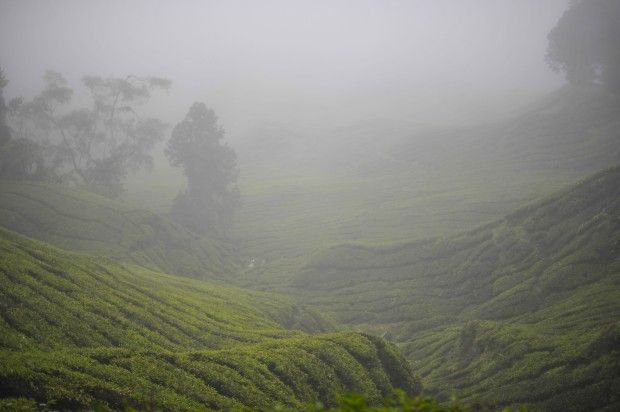 Malaysia. Cameron Highlands: eden sotto assedio