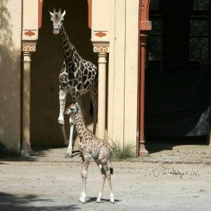 Bioparco, promosso dal 99 per cento dei visitatori