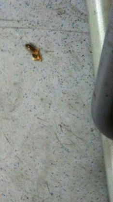 "Scarafaggi e insetti sui bus per Acilia". La denuncia dell'autista Micaela Quintavalle