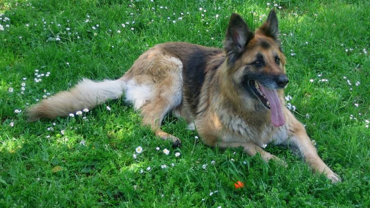 Alimenti da pagare per il cane: il giudice dà ragione a una donna separata di Modena