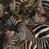 Zebra in pista, aereo diretto a Zanzibar la travolge al decollo: paura per i 30 a bordo