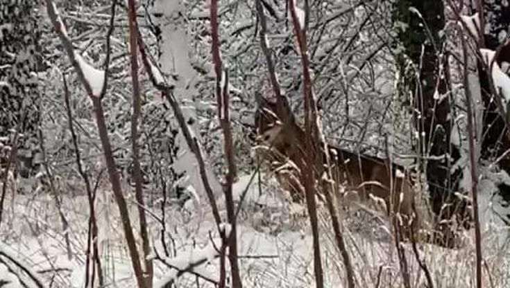 “Ecco come ho incontrato il lupo di villa Ghigi in mezzo alla neve”