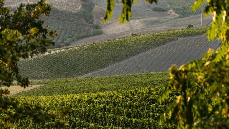 Argea sigla l’acquisizione di Cantina Zaccagnini 