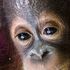 Borneo, la lotta per salvare il piccolo orango che non vuole vivere