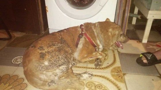 Brindisi, cane legato e arso vivo perché abbaiava troppo: salvato dai soccorritori