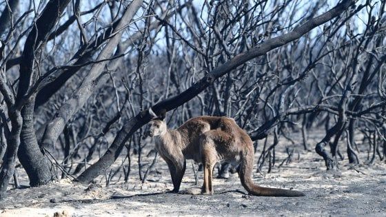 Australia, oltre 180 persone denunciate e 24 arrestate per incendio doloso. Wwf: un miliardo di animali uccisi da fiamme