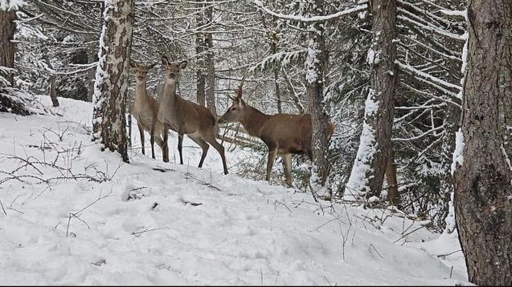 Bambi non è più solo: dal Parco Nazionale dello Stelvio arrivano due compagne per il cervo adottato da Giovanni Del Zoppo