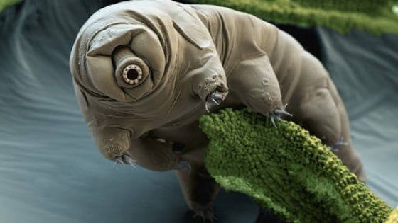 L'ultimo superstite sulla Terra? Il tardigrado